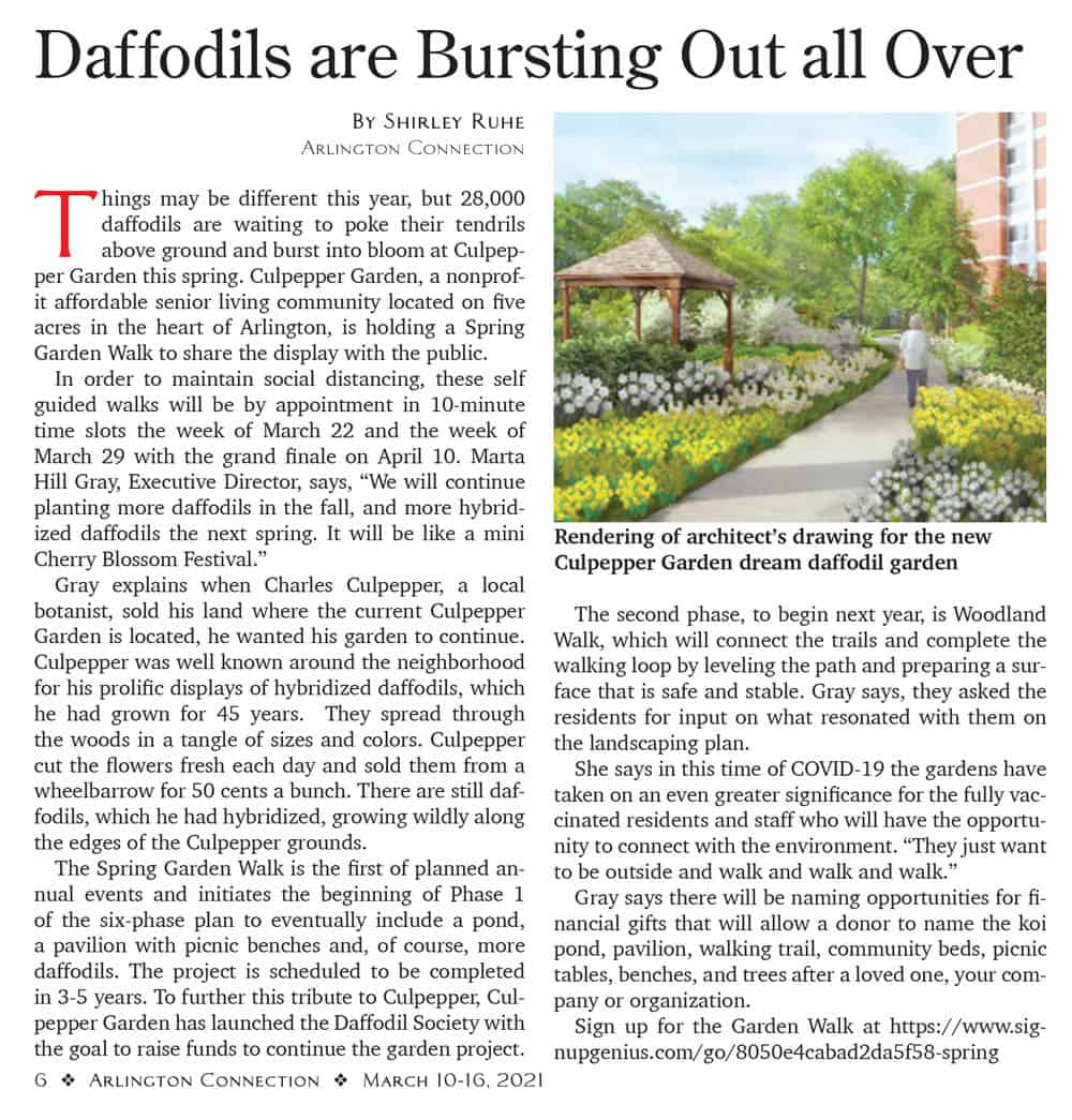 Arlington Connection Article on Daffodils at Culpepper Garden
